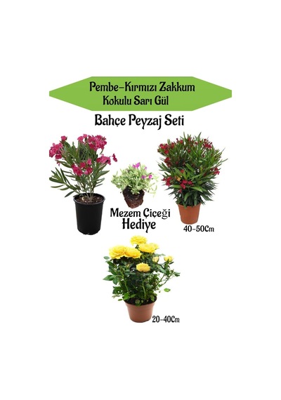 Peyzaj Seti 1 Adet Pembe 1 Adet Kırmızı Zakkum+1 Adet Sarı Gül+hediye Mezem Çiçeği
