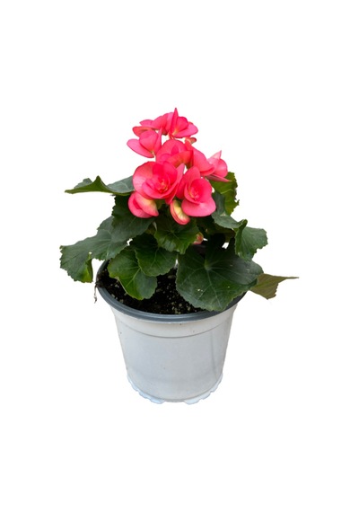 Begonia Elatior 'pink' Katmerli Begonya