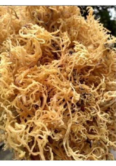 Heybeli Aktar Baharat Deniz Kadayıfı İrish Moss Gold Sea Moss 500 G
