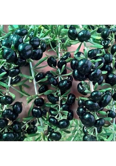 12 Adet Gojiberry Fidanı Siyah Meyve Tüplü Aşılı 12 Ay Dikim..........