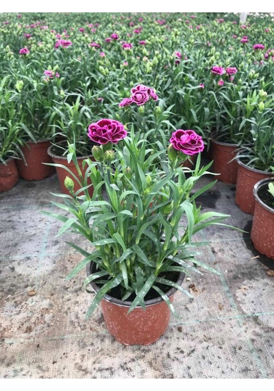 Pembe Çin Karanfili Çiçeği 20 Adet