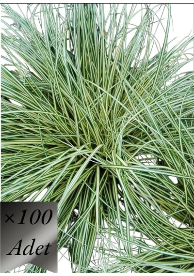 Alacalı Sarkık Carex Bitkisi x 100 ad