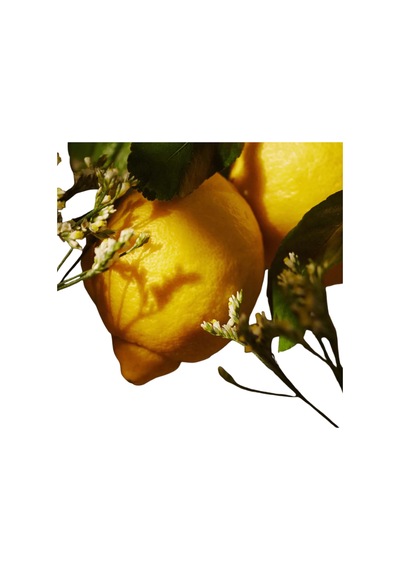 Essense&co. Limon Ve Mine Çiçeği Özlü El Ve Vücut Jeli 46642 Diğer