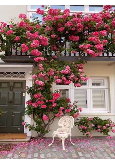 Pembe Mis Kokulu 1 Adet Sarmaşık Gül Fidanı Saksılı 100-150 Cm Pink Climbing Rose