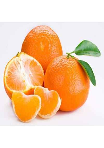 Tüplü Aşılı Dayanıklı Fremont Mandalina Fidanı