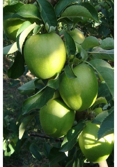 7 Adet Aşılı Yeşil Elma Granny Smith Fidanı 3 Yaş