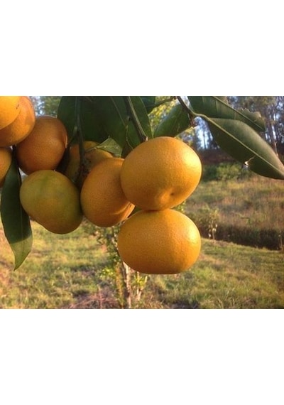 Tüplü Fidan Okitsu Mandalina Fidanı