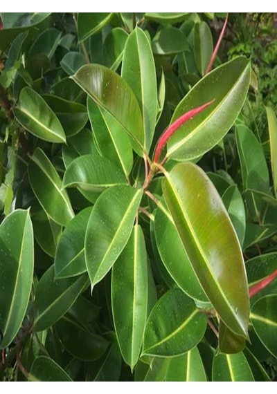 Videolu 1 Adet Alacalı Kauçuk Çiçeği Fidanı 70-100cm Tüplü Çiçekli Bodur Bitkiler Ficus Elastica
