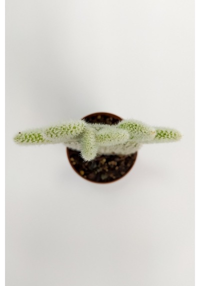 Opuntia Microdasys Albata Tavşan Kulağı Kaktüs Tekli Kaktüs 5.5cm