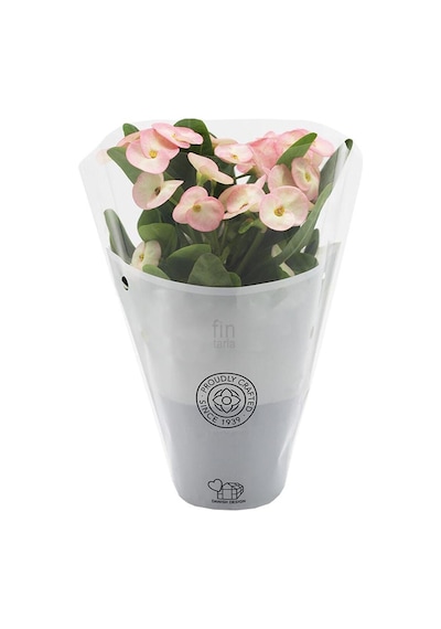 Pink Ithal Euphorbia Milii Pembe Dikenler Tacı Özel Tür