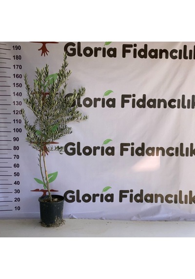 Saksıda 3 Yaş Arbequeinea İspanyol Zeytin Fidanı
