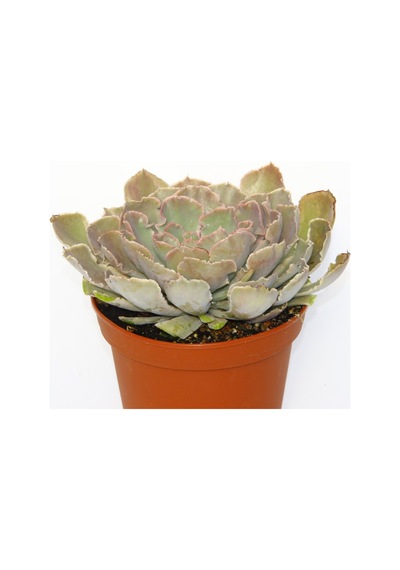 Echeveria - Büyük Boy Sukulent