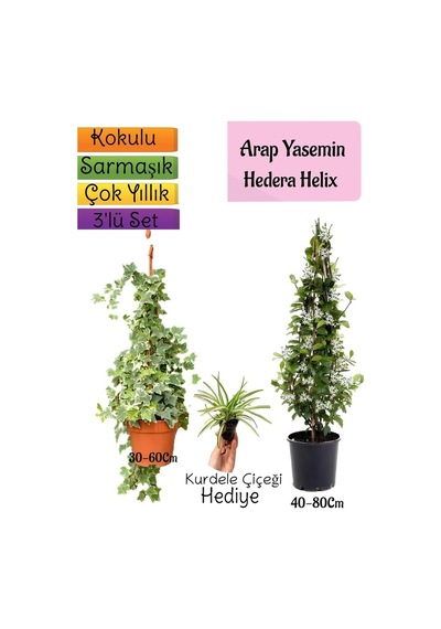 Kokulu Arap Yasemini+hedera Hex Sarmaşık+kurdele Çiçeği 3'lü Bahçe Seti