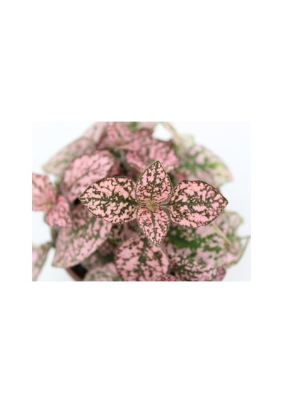 Pembe Çilli Yaprak Çiçeği Hostes Çiçeği Hipoestes Phyllostachya 10-20 Cm