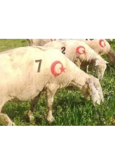 Hayvan Numara Işaretleme Soğuk Damga Numaratörü 11 Cm Hayvan Belirleme Aparatı - Ayyıldız Hediyeli
