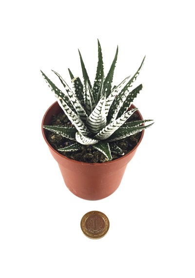 Haworthia Fasciata 'Alba' (Sukulent) Ø8,5 CM Y10-15 CM
