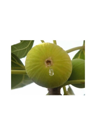 Beyaz Yediveren Incir Fidanı Tüplü \ 30-50 Cm