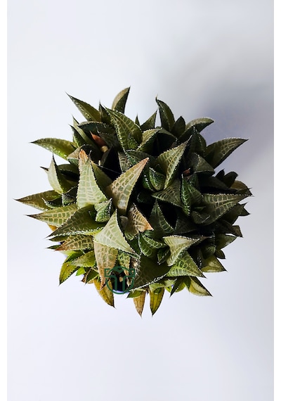 Haworthia Venosa Koleksiyonluk Sukulent Ev Ve Ofis Bitkisi 1 Adet
