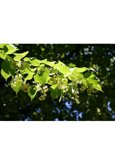 Ihlamur (Tillia Tomentosa) Fidanı