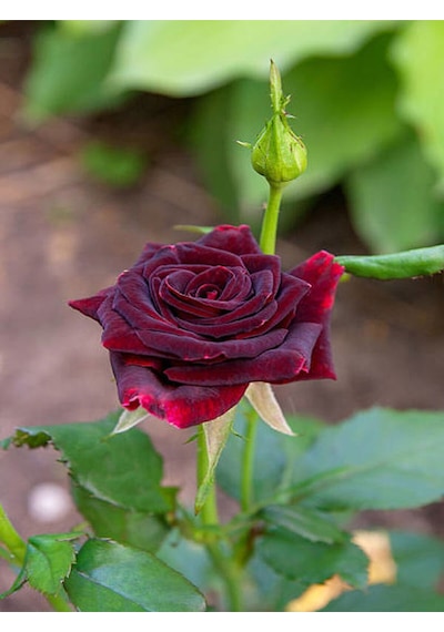 Videolu Yediveren Kokulu Bordo Renk 40 70 Cm 2 Adet Saksılı Aşılı Gül Maroon Rose