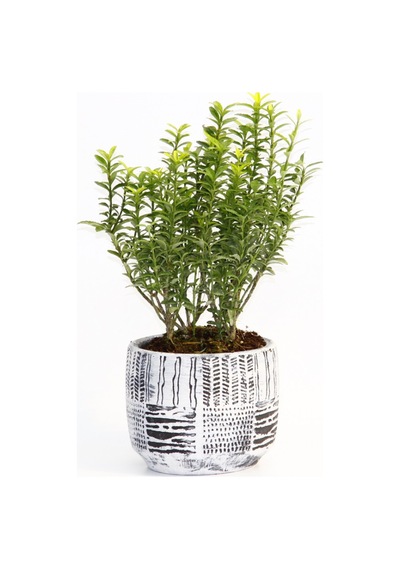 BONSAİ EUONYMUS MİCROPHYLLUS - HEDİYELİK ARKAİK SAKSIDA BEYAZ