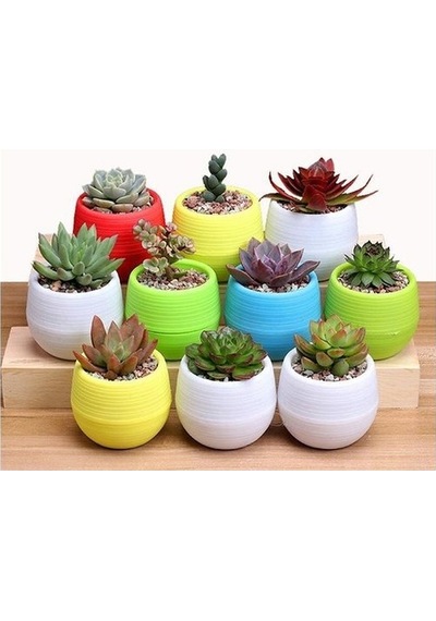 Serada Decor Plant Kaktüs Ve Sukulent Saksısı 0,13l - 6'lı Set