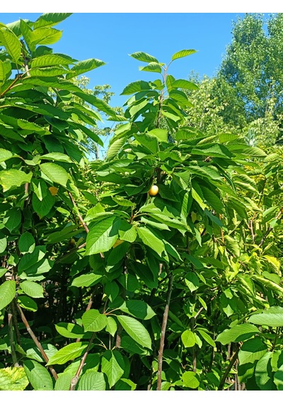 Yeşil Deniz Fidancılık Tüplü Beyaz Kiraz Fidanı 100-150 Cm