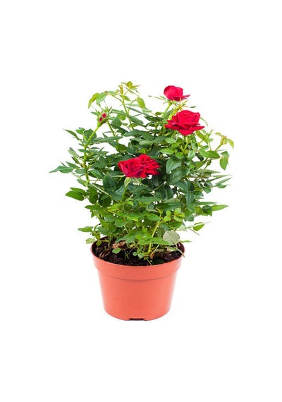 Kokulu Kırmızı Gül 1 Adet Saksılı 50-70cm Aşılı Gül Red Rose