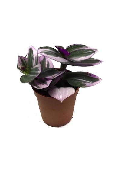 Tradescantia 'Nanouk' (Telgraf Çiçeği) Ø5,5 CM Y0-10 CM