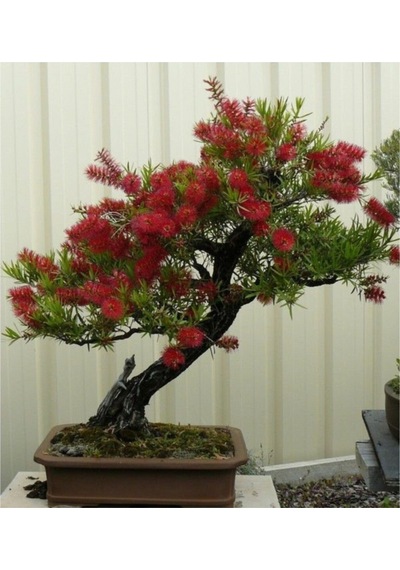 Bodur Callistemon Bonzai Ağacı Ekim Seti 5 Adet Tohum Saksı Toprak Kombin