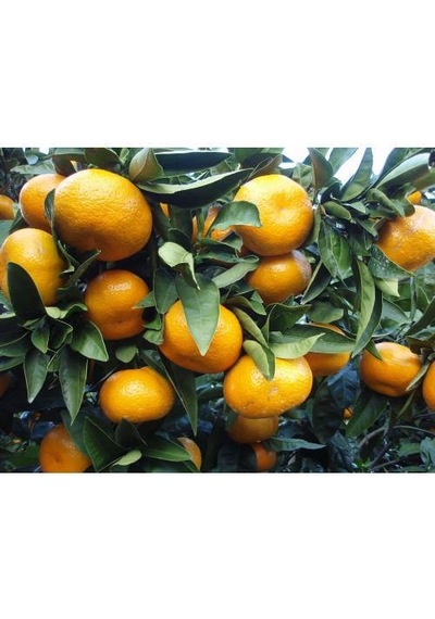 Satsuma Mandalina Fidanı 5 Adet - 3 Yaş Tüplü Fidan