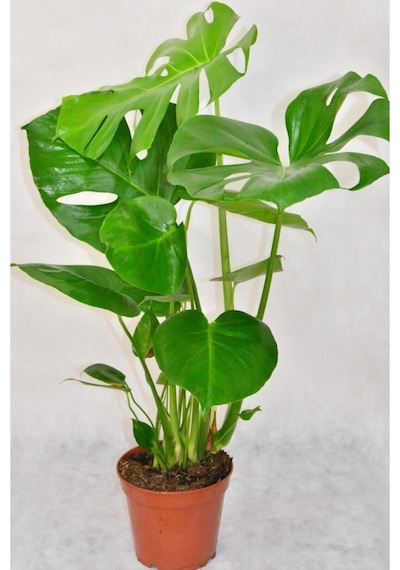 Videolu Deve Tabanı Bitkisi 1 Adet Saksılı 60-100cm Iç Mekan Salon Ofis Bitkisi Monstera Deliciosa