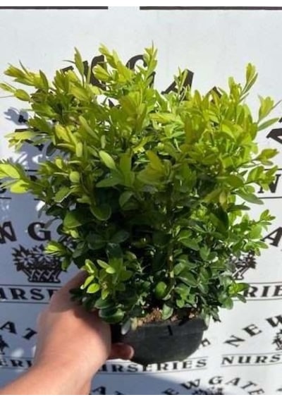 Bonsai Şimşir Fidanı Buxus Sempervirens Rotundifolia 3 Adet