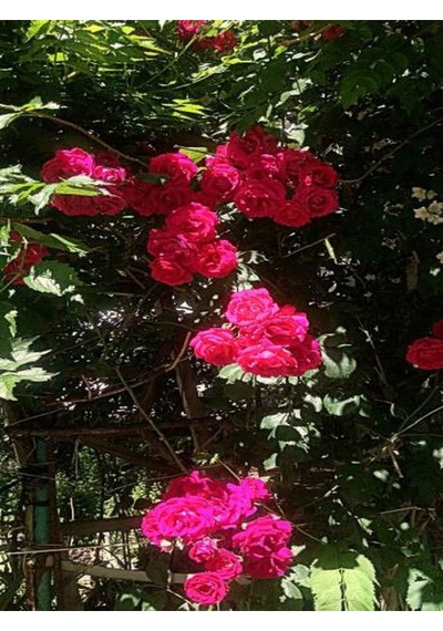 Videolu Pembe Sarmaşik Çardak Gülü 70 120 Cm 1 Adet Saksılı Dış Mekan Sarmaşık Wisteria