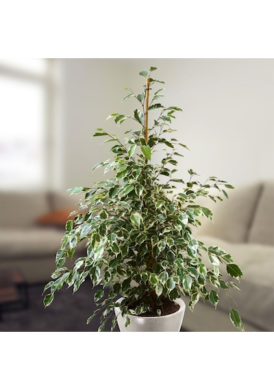 Alacalı Benjamin - Ficus Benjamina Starlight 60-80 cm