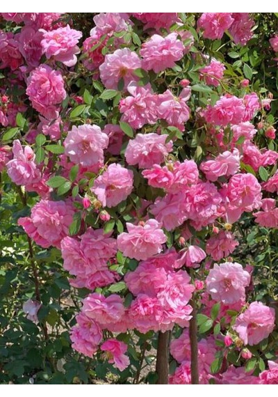 Videolu Sarmaşık Gül Pembe Renkli Kokulu 60 80 Cm 3 Adet Aşılı Gül Pink Rose