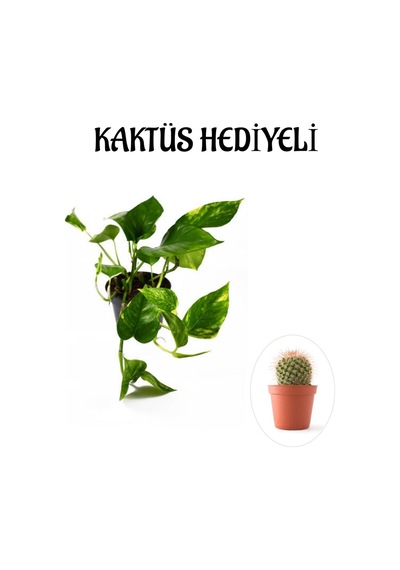Pothos Alacalı Salon Sarmaşığı Sevgililer Gününe Özel Kaktüs Hediyeli