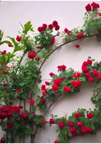 Videolu Kırmızı Yediveren Sarmaşık Gül Fidanı 50-80cm Tüplü Aşılı Gül Red Rose