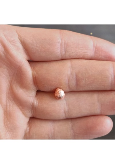 Coco Major Tragus
