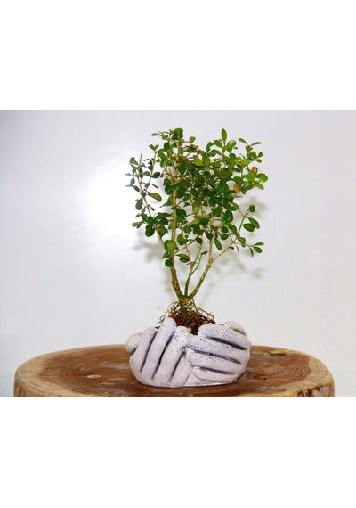 Dekoratif Avuç Saksıda Bonsai Buxus 3 Adet