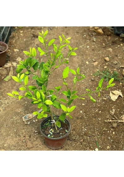 İç Mekana Uygun Tam Bodur Lime Limon Fidanı
