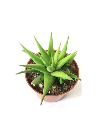 Haworthia Rigida 10 Adet