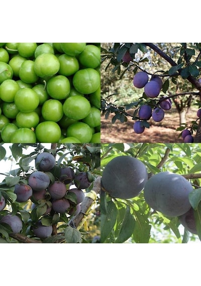 4 Çeşit Erik Fidanı Paketi