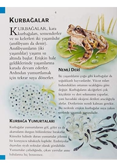 İlk Bilim Kütüphanem Hayvanların Dünyası: İlk Bilim Kütüphanem - Resimli