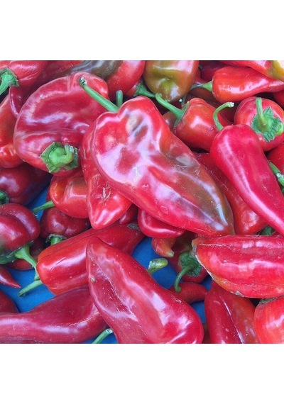 Kapya Tatlı Salçalık Biber Tohumu 5 Gr Paket 1 Paket