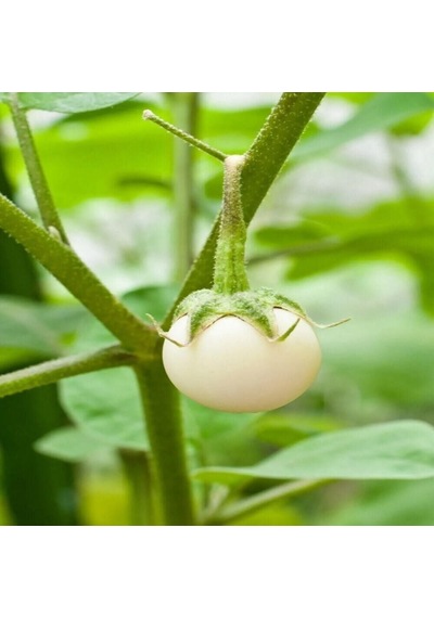 Big White Patlıcan Tohumu 15 Tohum 1 Paket