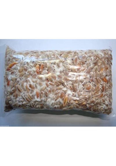 Istiridye Mantar Tohumu 6 Kg