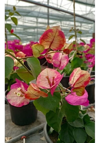 Videolu Ebruli Renk Sarmaşık Begonvil Çiçeği 35 50 Cm 1 Adet Saksılı Çiçekli Bitki Bougainvillea