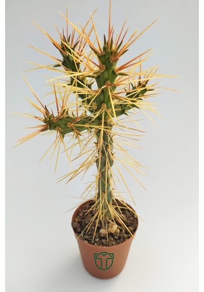 Euro Flora Cylindropuntia Whipplei Kaktüs 5.5 Cm Saksıda Sku: Smgstk13fa121be6