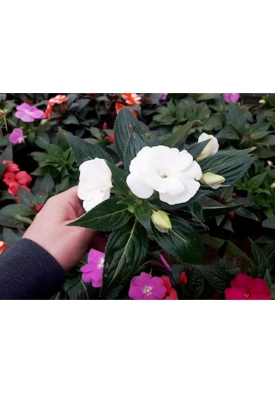 Cam Güzeli Çiçeği -impatiens Walleriana - Beyaz 10 Adet